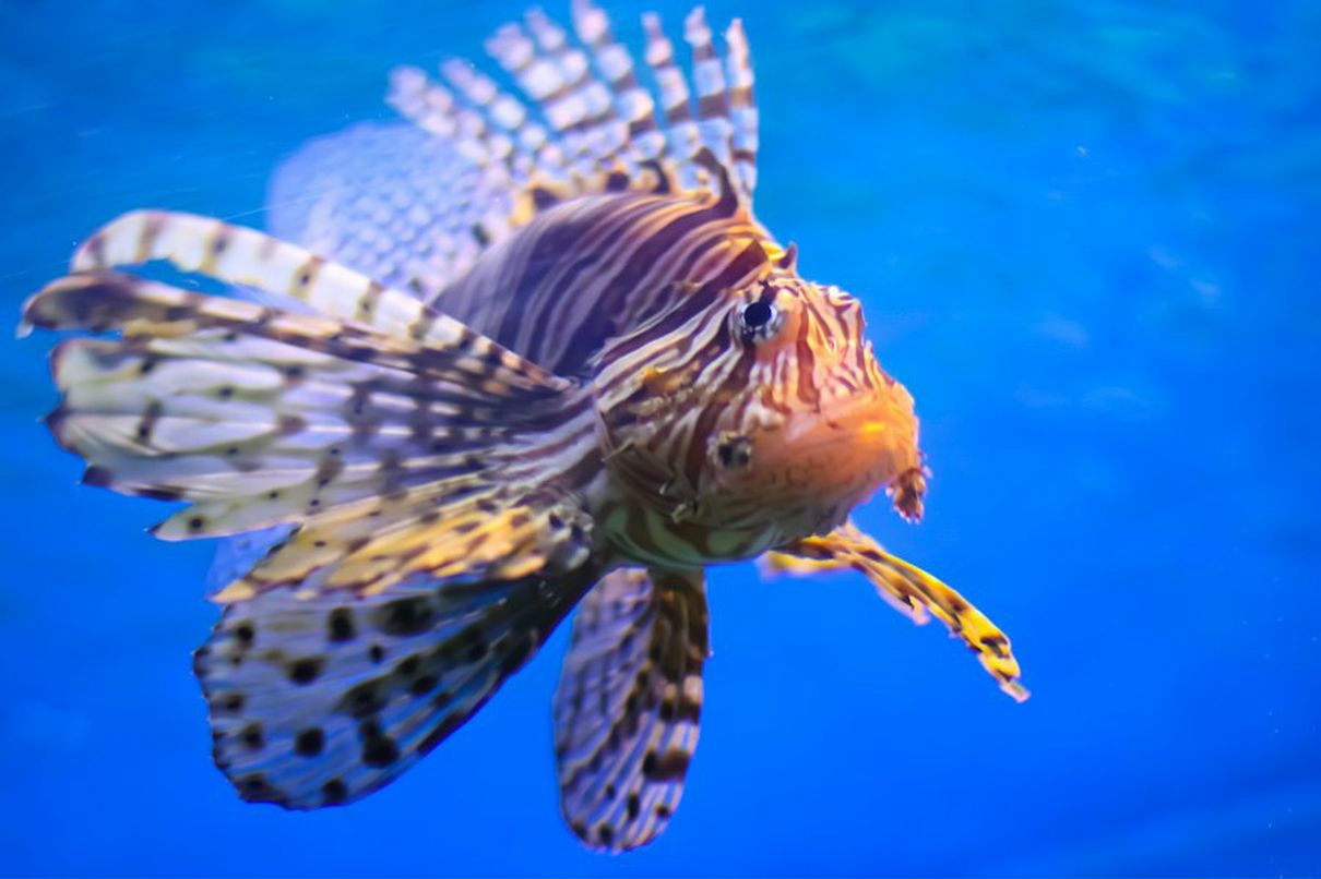 Рената Санникова | Ижевск