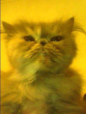 №4, Натали Гончарова №4, Натали Гончарова