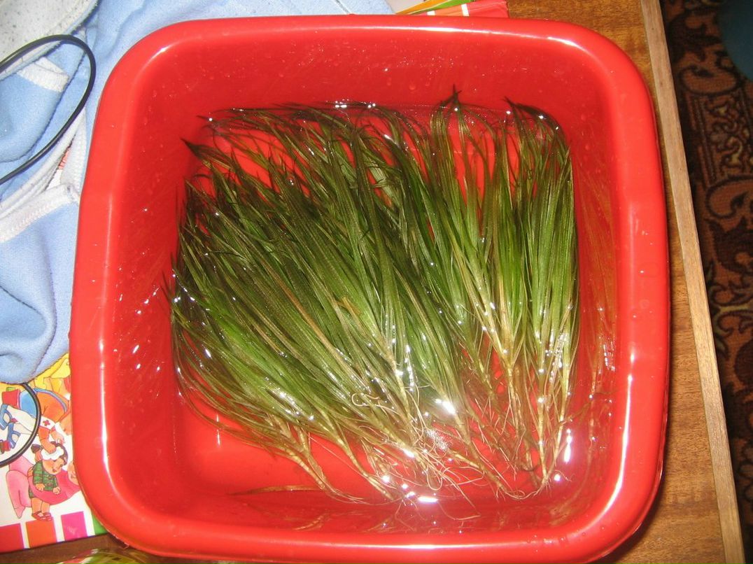 Зульфат Бабаев ℂ⋆ | Тюмень