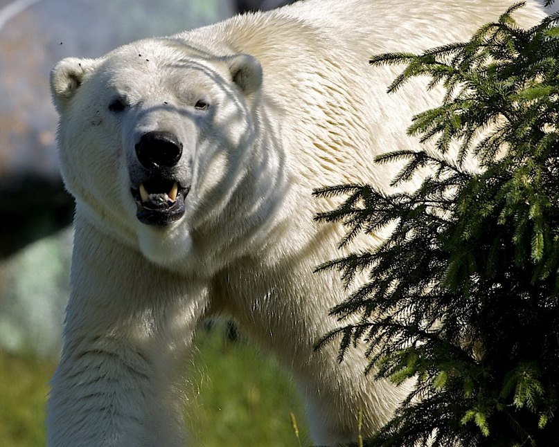 Ян Абромавичюс | Улан-Удэ