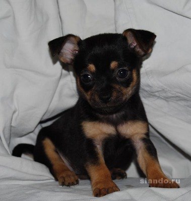 Лена Смирнова | Ярославль