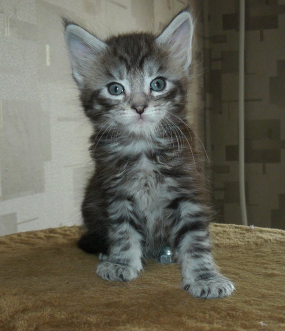 Марина Панкратьева | Саратов