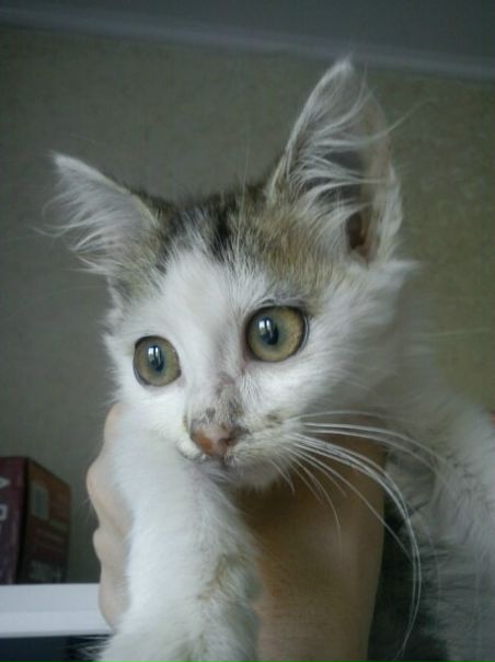 №55, Нина Резниченко, Киев №55, Нина Резниченко, Киев