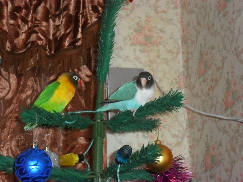 Василий Злобин | Санкт-Петербург