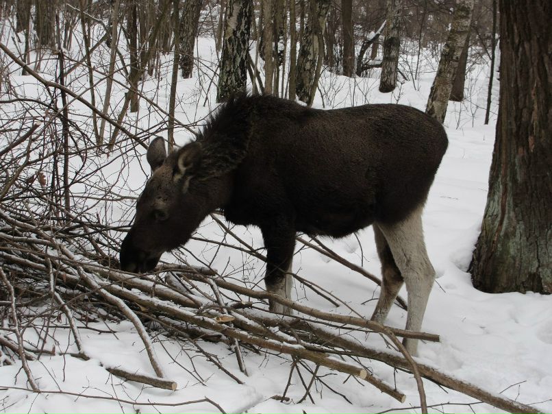 Дмитрий Зяблицин | Москва