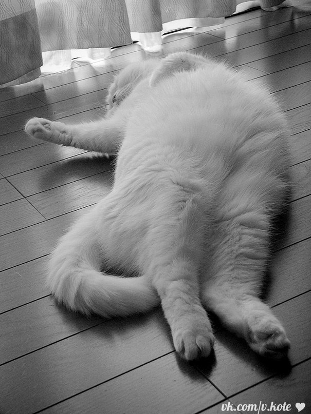 Катька Димка и | Санкт-Петербург