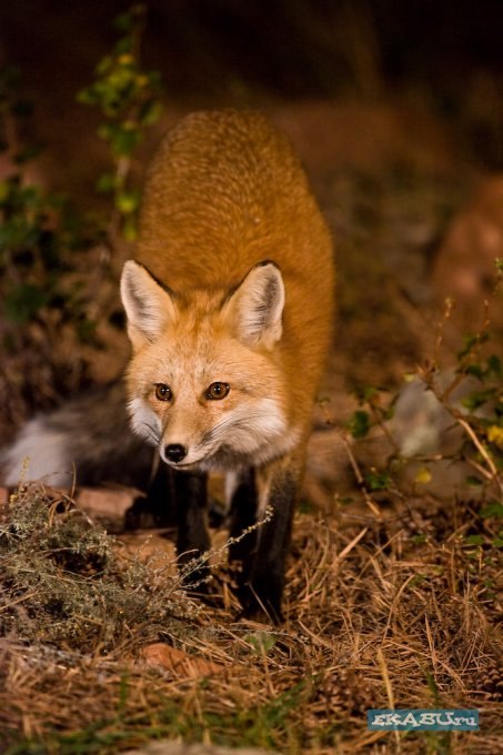 Елена Черепанова | Иркутск
