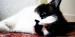 Cat Masya фотография #12