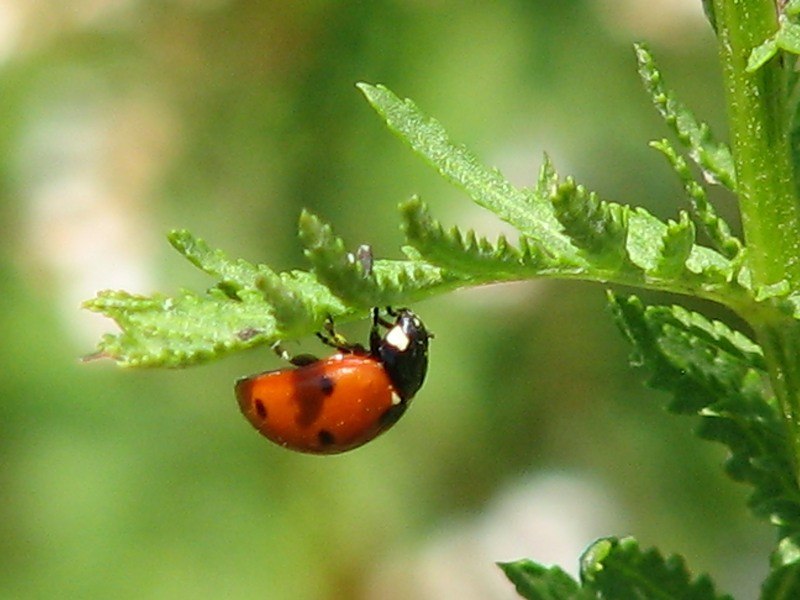 Елена Воскобоева | Санкт-Петербург