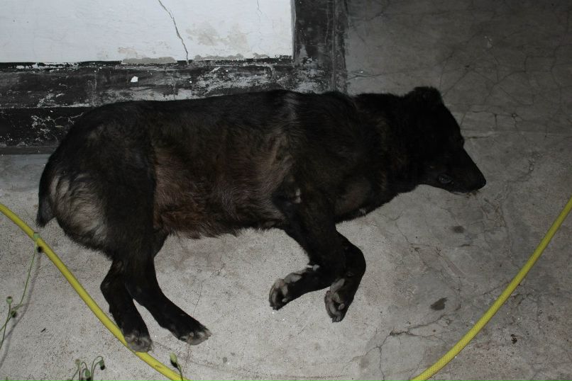 Макс Андрейченко Николаевич | Белая Церковь