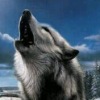 Аватар: Volf ...