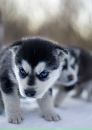 №17 Денис Авхаренко 25.06.1988: профиль, фото, статус - ВКонтакте