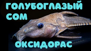 Черный оксидорас | Броняковый сом с острыми шипами