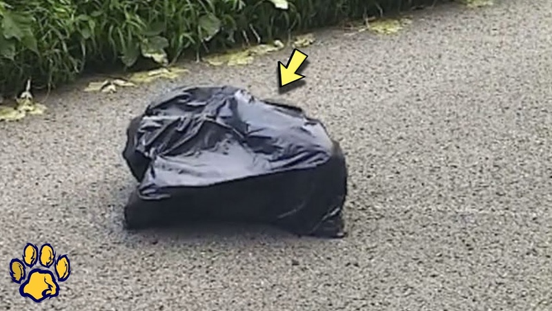 The Woman was Terrified and Stopped the Car A Black Bag was Crawling Across the