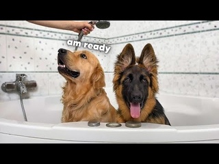 My Dogs Take a Bath Together for the First Time!