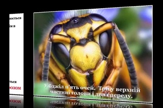 Цікаві факти про життя комах