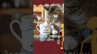 Доброго Утра Прекрасного Дня#shorts