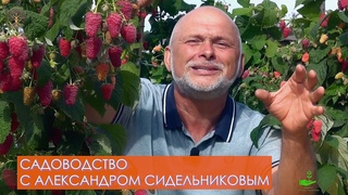 Садоводство с Александром Сидельниковым  5 выпуск #садоводствосалександромсидельниковым