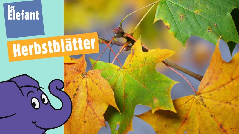 Warum verfärben sich Blätter im Herbst , Der Elefant,