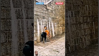 K9 Super Dog’s Wall Climbing Adventure 🐕‍🦺🧗‍♂️  Hero Paws in Action! ✨
