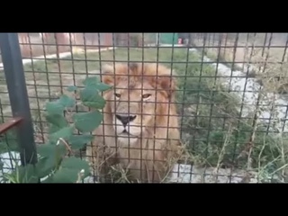искупать УМИРАЮЩЕГО ЛЬВА  ЛЕГКО!!! Тайган