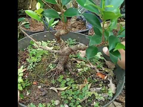 Cara Membuat Bonsai Kimeng ( Pecah Batang), ,