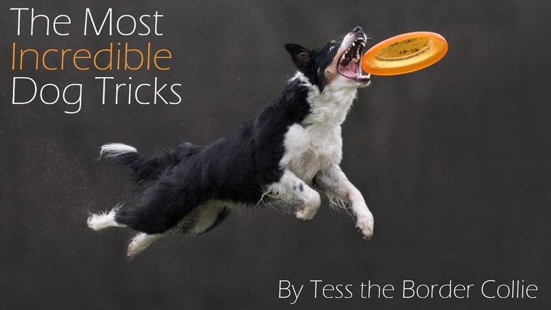 The Most Incredible Dog Tricks EVER, , Tess the Border