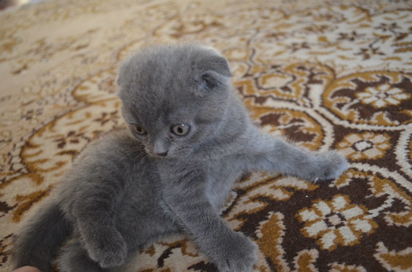 Владимир Вовк | Тверь