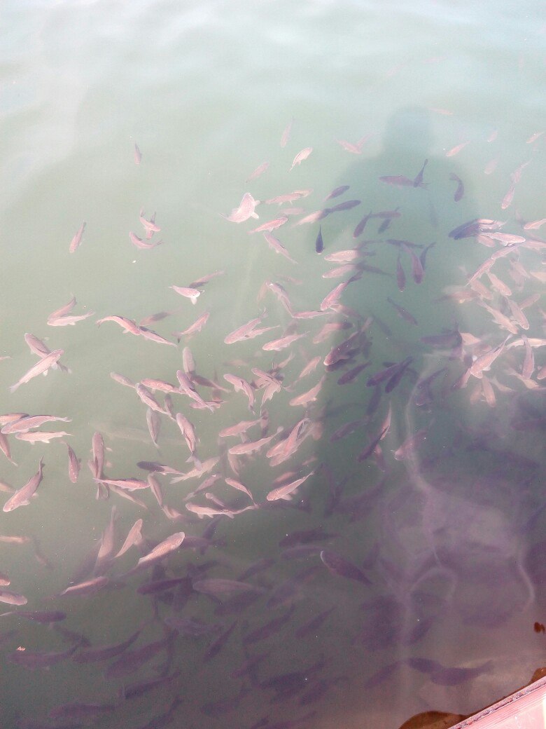 Александр Балацкий | Полтава