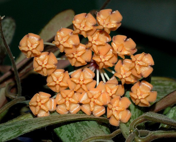 Светлана Светина |
