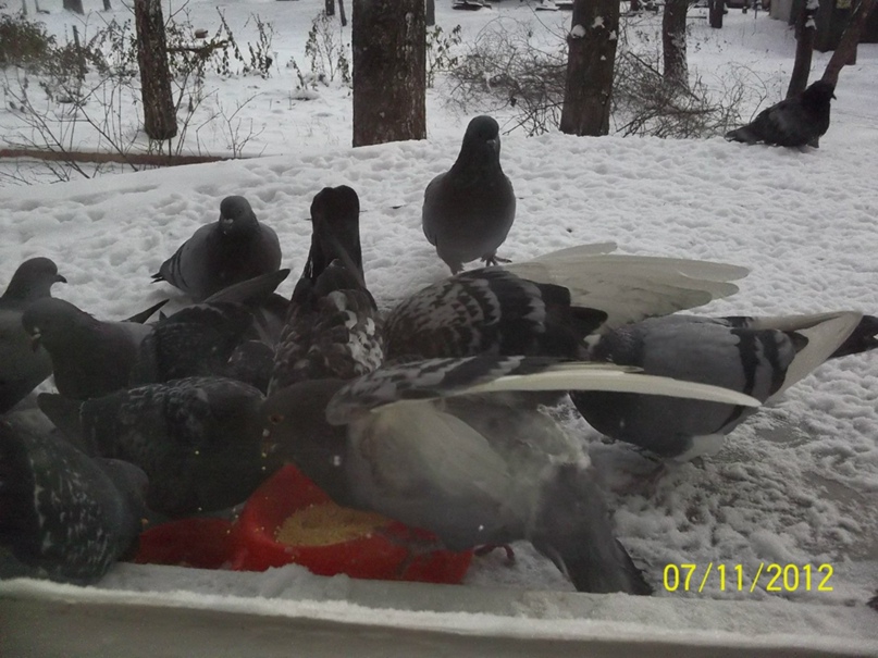 Илья Притчин | Новосибирск