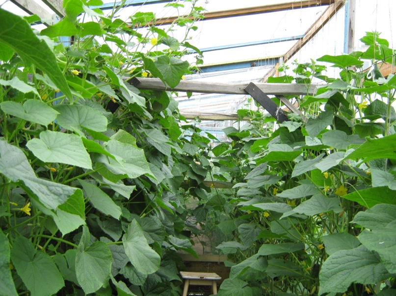 Виктор Ёлтышев | Дзержинск