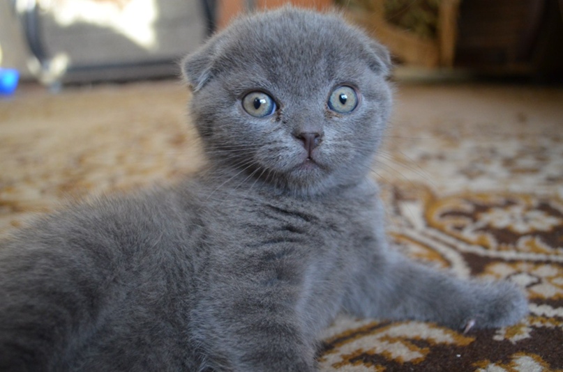 Владимир Вовк | Тверь