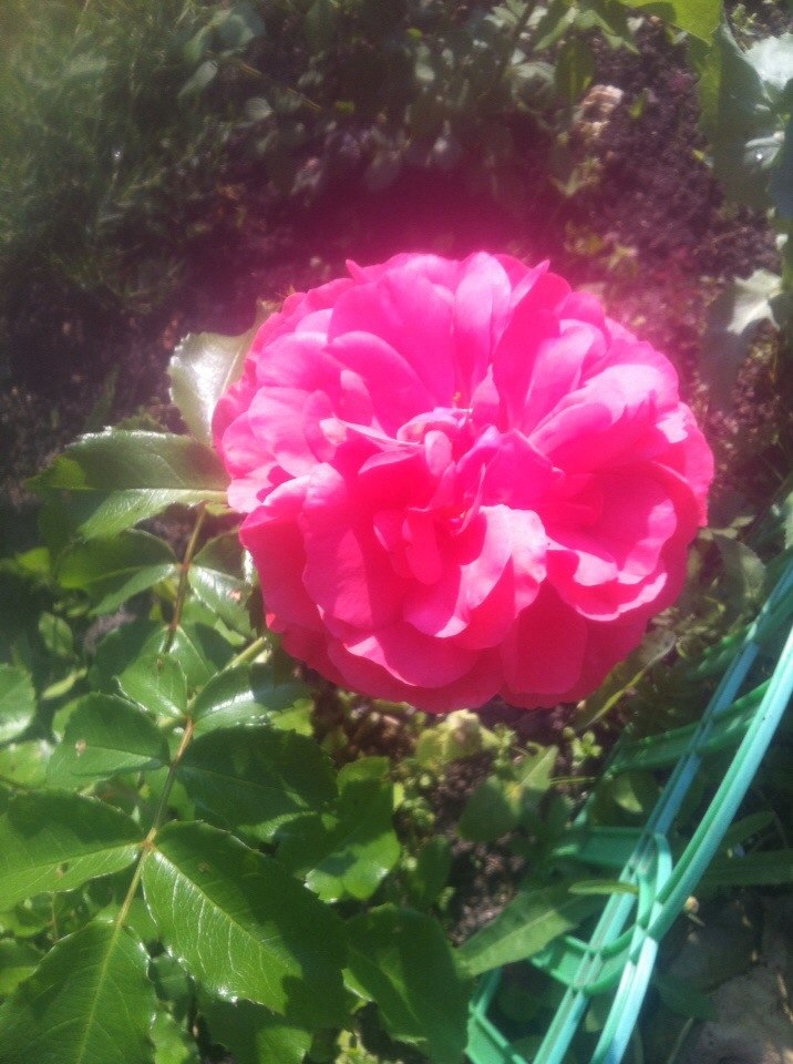 Елена Воеводова | Санкт-Петербург