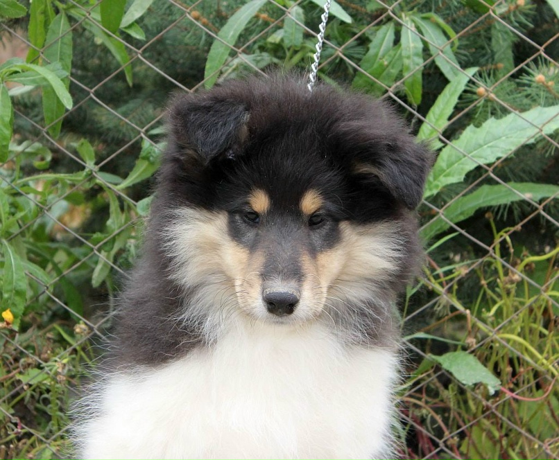 Anna Semenova | Урюпинск