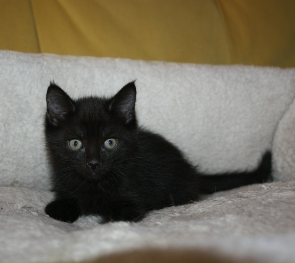 Москва и МО / КлинКотёнок Изюм ждёт своих маму и...