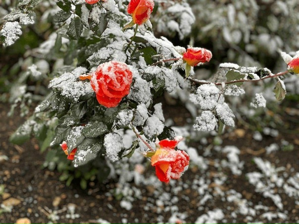 ❄️Новая неделя начнется с неблагоприятных погодных...