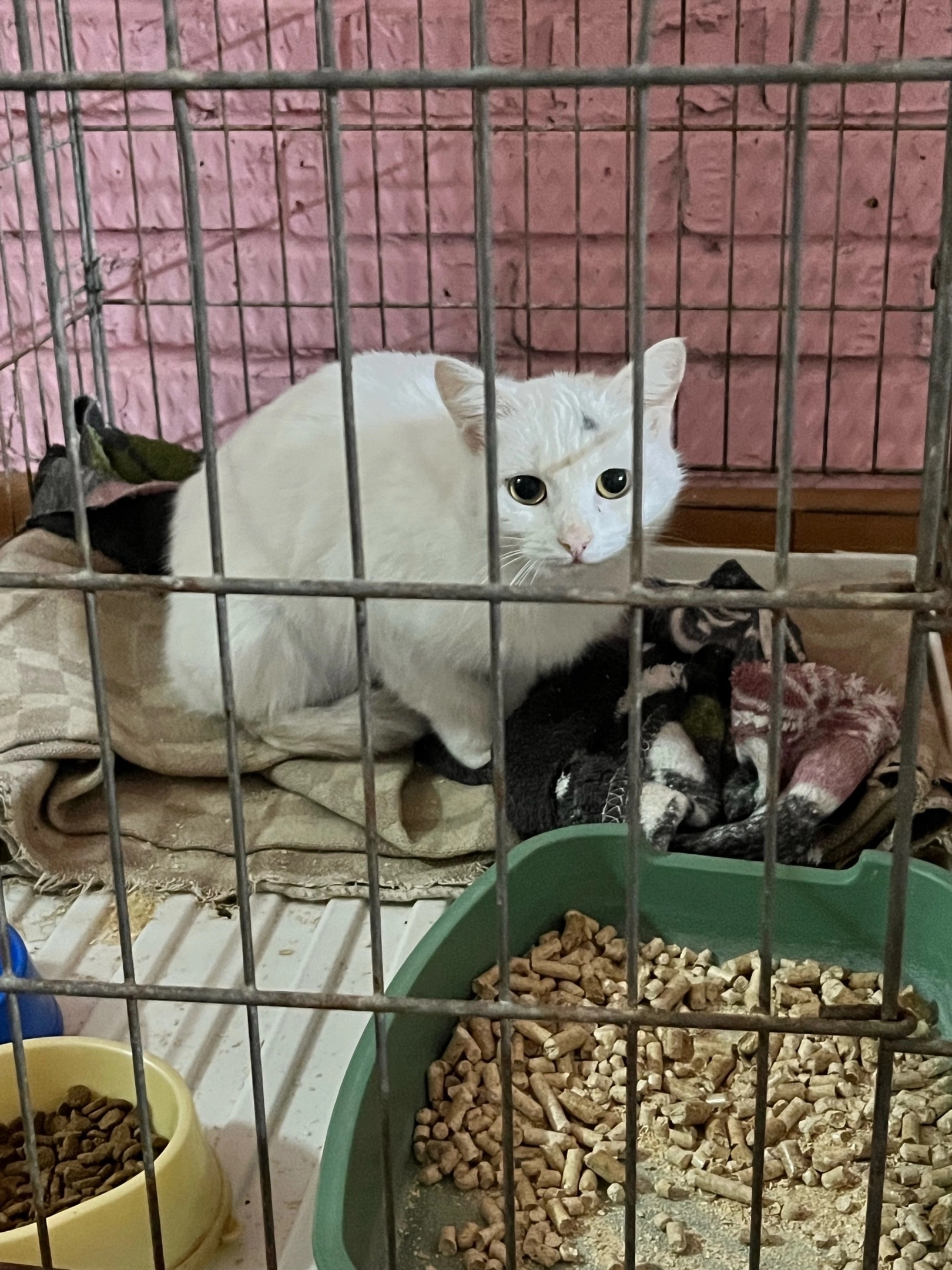 Чья потеряшка?