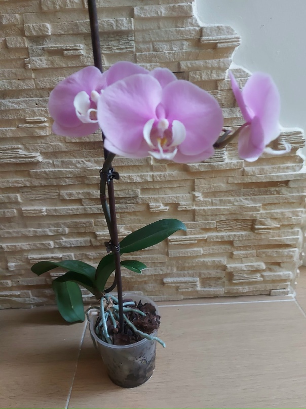 Марина Шостак | Хмельницкий