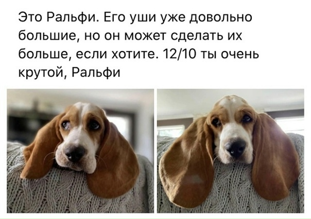 А как модно выглядят ваши питомцы?