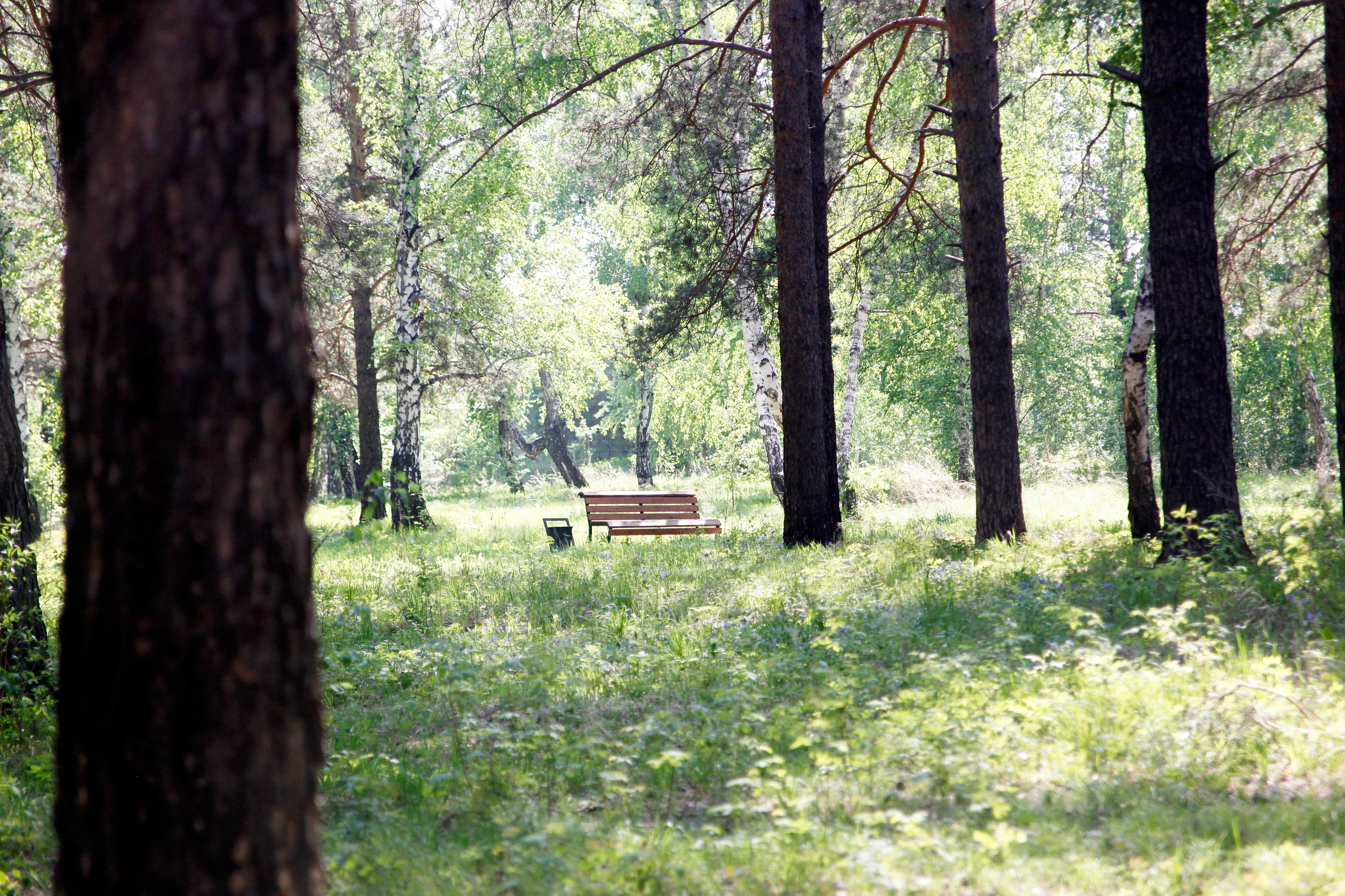 Белки и арт в роще на Синюшиной горе. Фоторепортаж "Иркутск Сегодня"