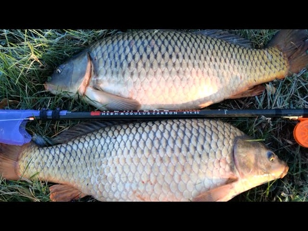 Огромные осенние карпы на удочку Huge carp fall for the