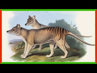 The Search for Tasmanian Tigers Continues