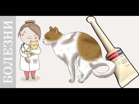 Запор у кота или как поставить клизму кошке, собаки. Советы