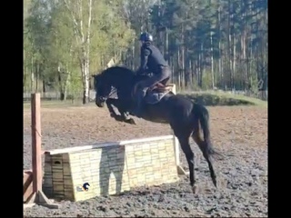Выездка, конкур, троеборье. Он прекрасен. Арт.: 0505