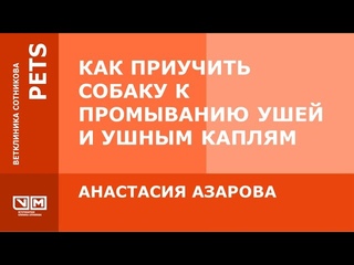 Как приучить собаку к промыванию ушей и ушным каплям. Лечение отита