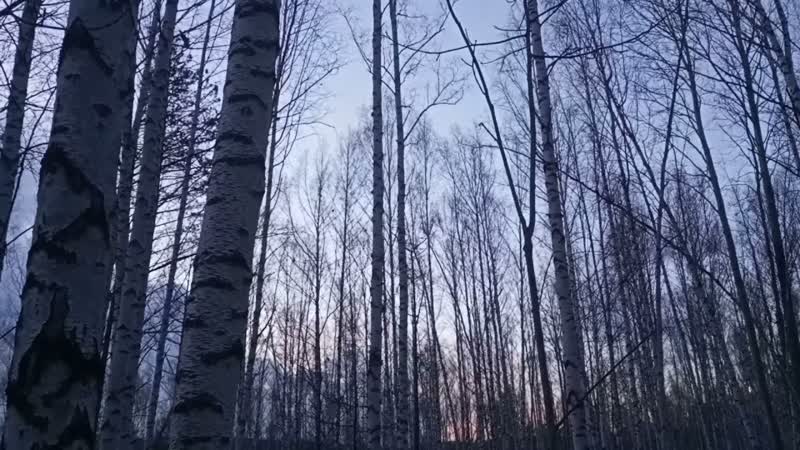 Весенняя Охота на Глухаря, ,, Заставляем Молодого Глухаря
