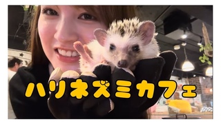 【癒し】ハリネズミ活してきた