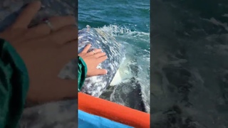 This gray whale showed us how well it brushed it's teeth