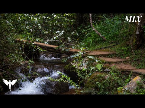 Relaxing Zen music for yoga, meditation and stress